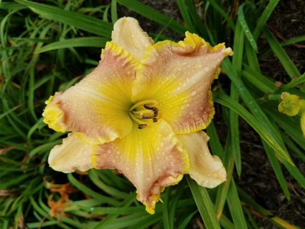 desert Wave2